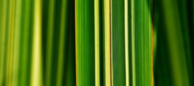 yeşil ve sarı çim bıçaklar...