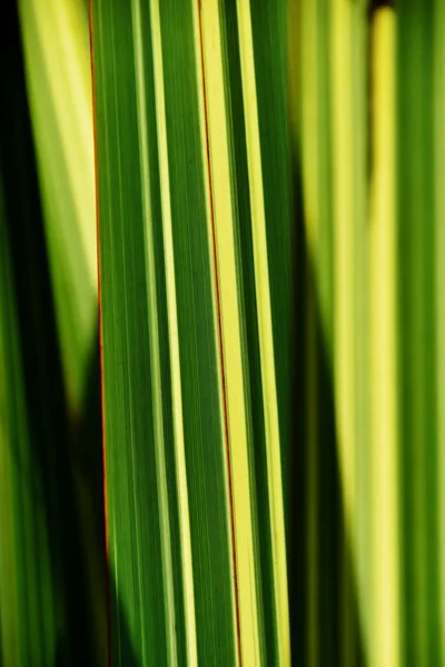 Lâminas de grama verde e amarelo ... — Fotografia de Stock
