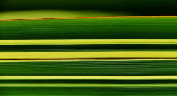 Zöld és sárga fű pengék... — Stock Fotó