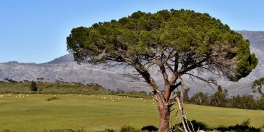 Çam ağacı ve koyun