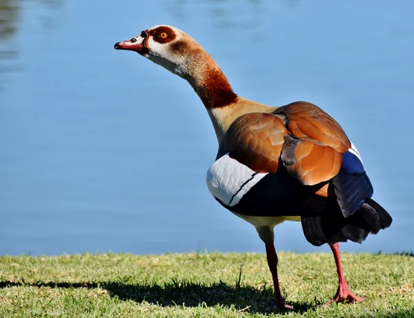 Ägyptische Wildgans... — Stockfoto