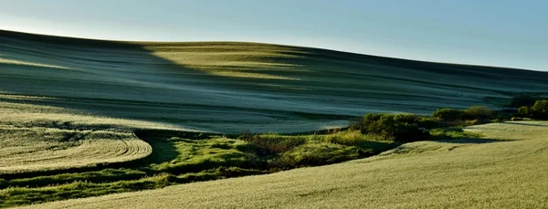 Campos de trigo verde ... — Fotografia de Stock