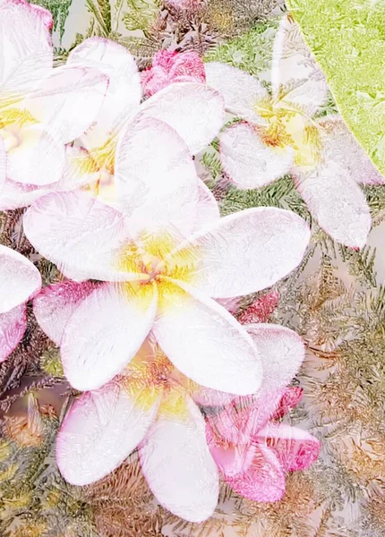 Pembe Sarı Frangipani Çiçeklerini Kapat — Stok fotoğraf
