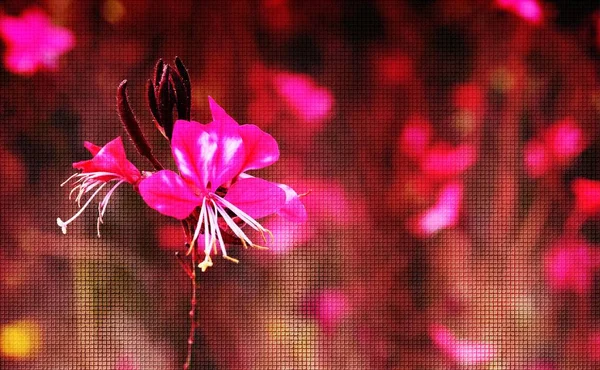 Gros Plan Belle Gaura Rose Fleurs Papillons Tourbillonnants — Photo