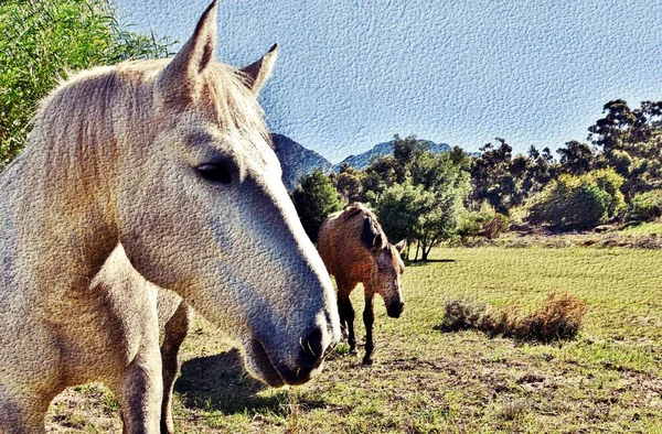 Portret Szarego Konia Łące — Zdjęcie stockowe