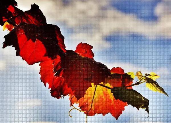 Close Folhas Vinho Cores Outono — Fotografia de Stock