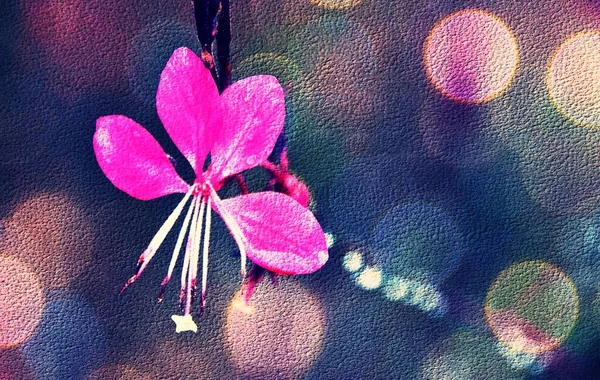 Primer Plano Una Hermosa Gaura Rosa Flor Mariposas Giratorias —  Fotos de Stock