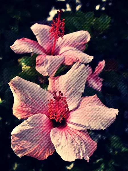 Közelről Egy Gyönyörű Rózsaszín Hibiszkusz Virág — Stock Fotó