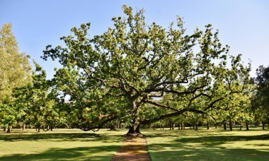 Güney Afrika 'daki Vergelegen Şarap Malikanesi' nin Kraliyet Meşesi 'ne yakın.
