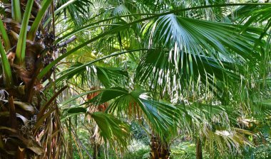 Pervane palmiyesini kapat