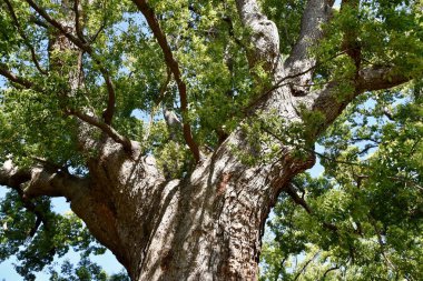 Close up of a big Camphor tree clipart