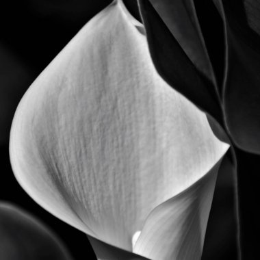 Beyaz bir zambak çiçeğine yakın siyah beyaz