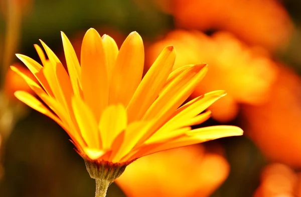 Zbliżenie Żółtego Afrykańskiego Kwiatka Stokrotki — Zdjęcie stockowe