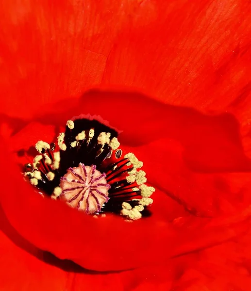 Κοντινό Πλάνο Ενός Λουλουδιού Παπαρούνας Στο Φως Του Ήλιου — Φωτογραφία Αρχείου