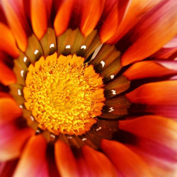 Close Uma Flor Margarida Africana Amarela Laranja — Fotografia de Stock