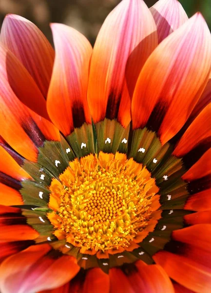 黄色とオレンジのアフリカのデイジーの花の終わり — ストック写真