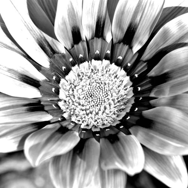 Close African Daisy Blossom Black White — Stock Photo, Image