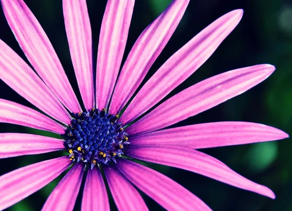 ピンクと紫のアフリカのデイジーの花のクローズアップ — ストック写真