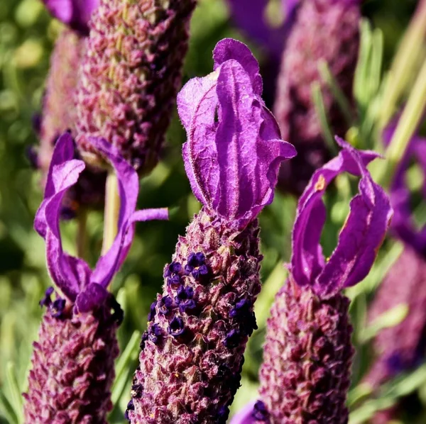 紫薰衣草在阳光下的密闭 — 图库照片