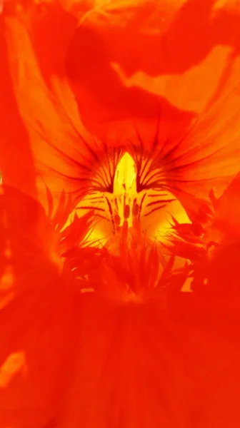 Zblízka Oranžová Zahrada Nasturtium Slunečním Svitu — Stock fotografie