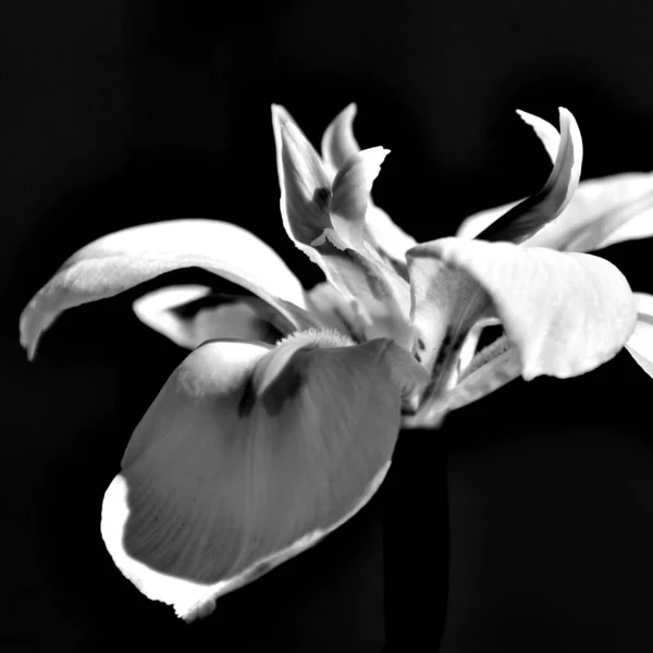 Gros Plan Iris Bicolore Noir Blanc — Photo