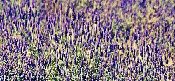 Close Lavanda Roxa Luz Sol — Fotografia de Stock