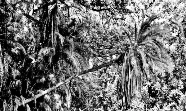 Siyah Beyaz Tropikal Bir Ormanın Yakınında — Stok fotoğraf