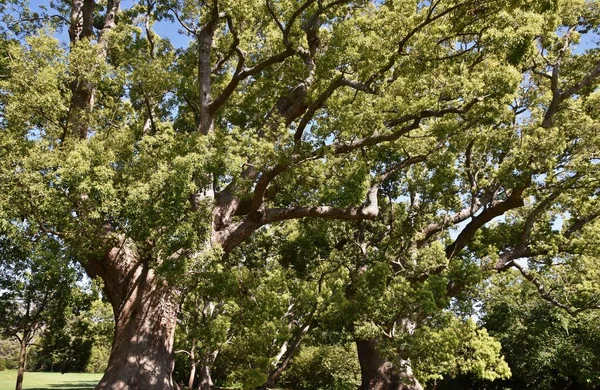 Büyük Kafur ağaçlarına yakın.