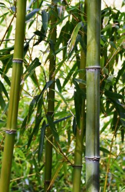 Yeşil ve sarı bambu ağaçlarını kapatın.