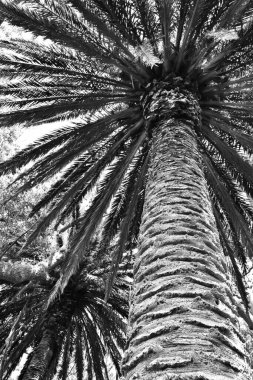 Siyah beyaz büyük bir palmiye ağacının yanına.