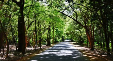 Gün ışığında yeşil ağaçlarla kaplı bir sokak manzarası
