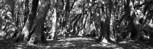 Close Árvores Grandes Floresta Preto Branco — Fotografia de Stock