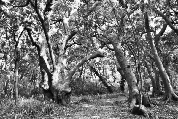 Close Árvores Grandes Floresta Preto Branco — Fotografia de Stock