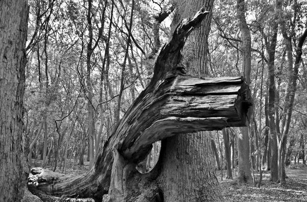 Close up of big trees in the forest in black and white