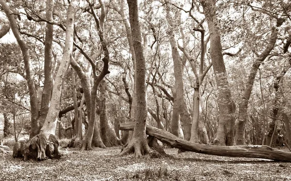 Крупним Планом Великі Дерева Лісі Сепі — стокове фото