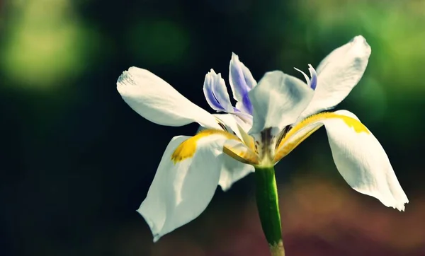Primer Plano Iris Bicolor Bajo Sol —  Fotos de Stock