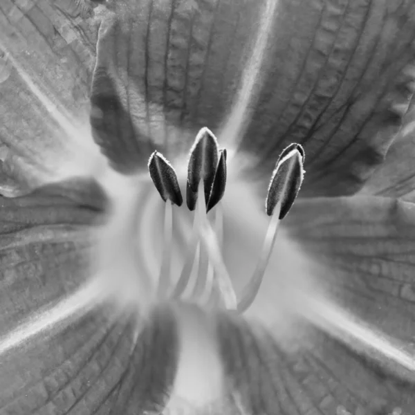 Close Day Lily Black White — Stock Photo, Image