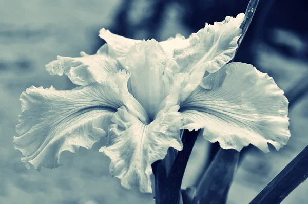 Detail Krásné Duhovky Květ Monochromatický — Stock fotografie