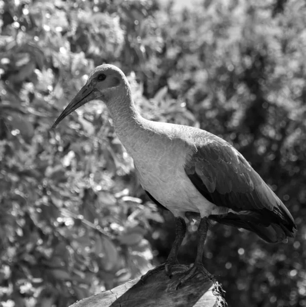 Närbild Hadeda Ibis Svart Och Vitt — Stockfoto