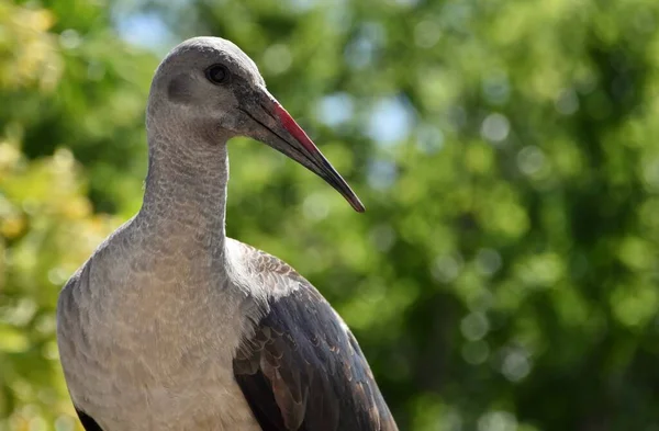 Portret Hadedy Ibis — Zdjęcie stockowe