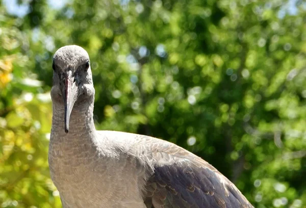 Retrato Uma Hadeda Ibis — Fotografia de Stock