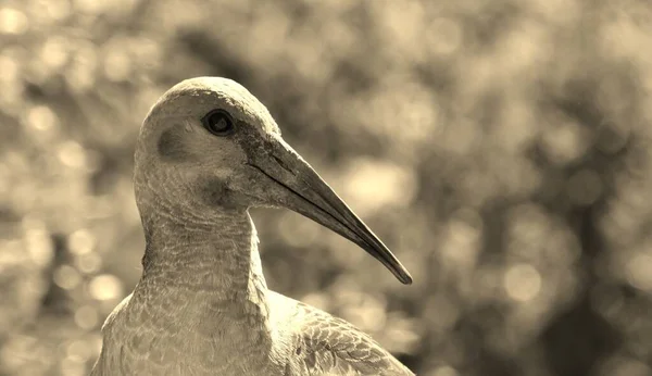 Close Hadeda Ibis Sepia — Stock Photo, Image