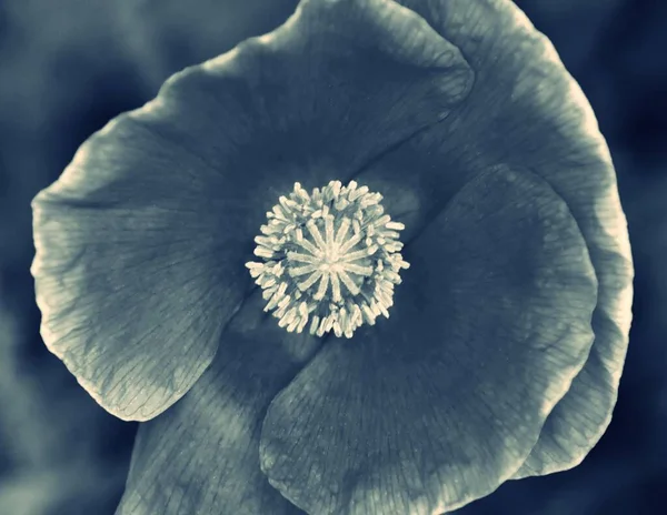 Güneş Işığında Bir Gelincik Çiçeğine Yaklaş — Stok fotoğraf