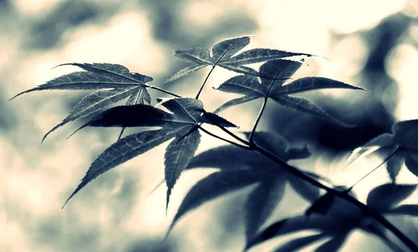 Close Beautiful Maple Leaves Black White — Stok fotoğraf