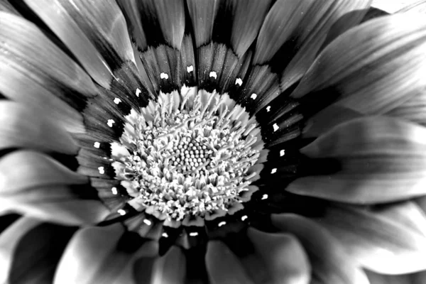 Close African Daisy Blossom Black White — Stock Photo, Image