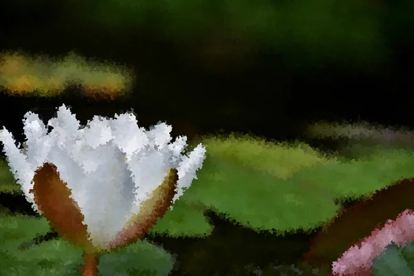 Close Beautiful White Water Lily Blossom — Stock Photo, Image