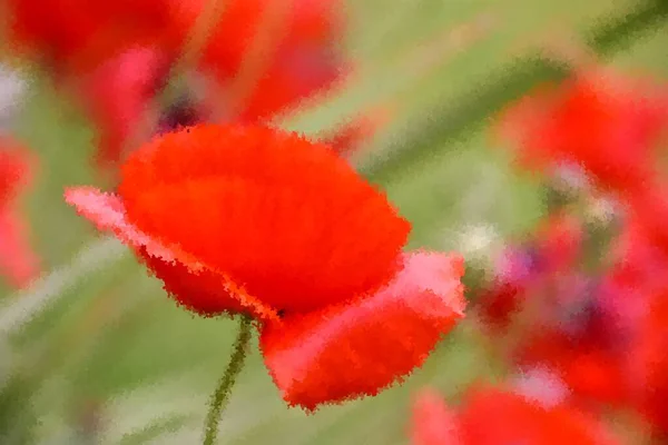Primer Plano Una Flor Amapola Roja Luz Del Sol — Foto de Stock