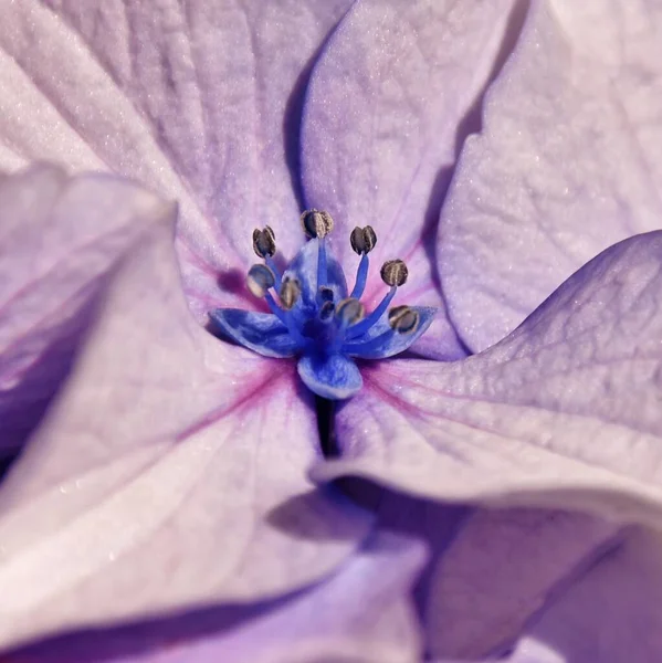 靠近一朵蓝色的海德拉花 — 图库照片