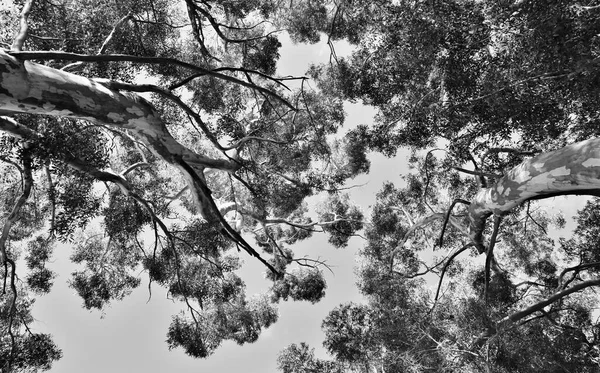 Close Grandes Árvores Eucaliptos Preto Branco — Fotografia de Stock