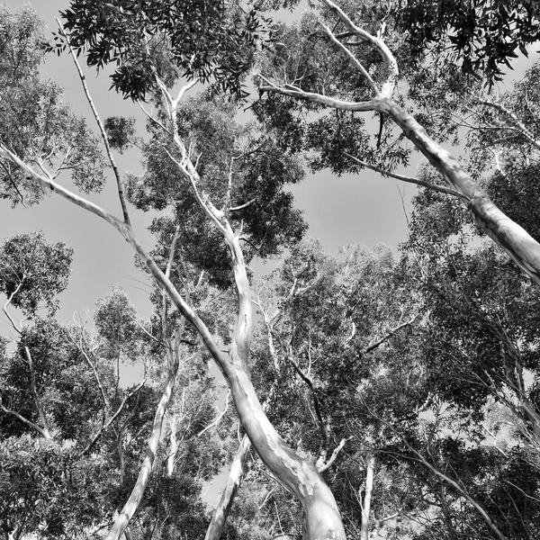 Großaufnahme Großer Eukalyptus Baumkronen Schwarz Und Weiß — Stockfoto